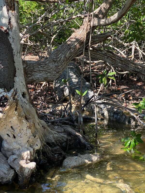 Rio Lagartos and Las Coloradas: EcoSafari Flamingo classic - Practical Details and Tips