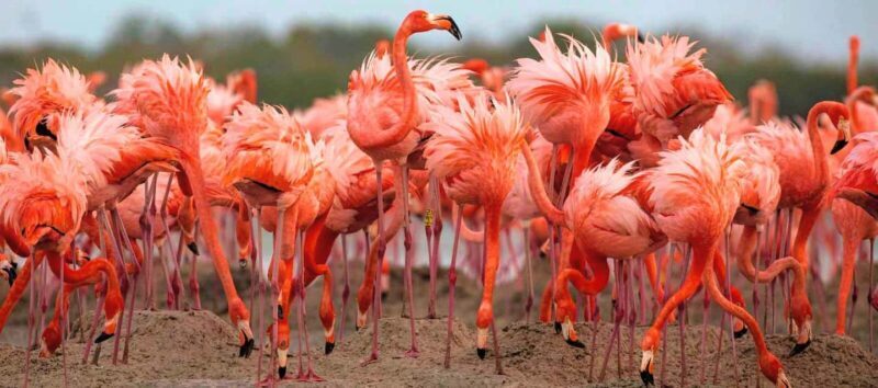 Rio Lagartos and Las Coloradas: EcoSafari Flamingo Luxury - Practical Details and What to Bring