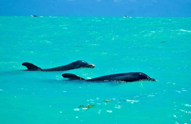 Rio Lagartos and Las Coloradas: EcoSafari Flamingo Luxury - Who Is This Tour Best For?