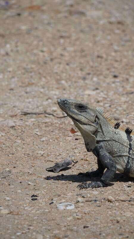Rio Lagartos and San Felipe: Isla Cerritos, Cenote Kambulnah and Pesca. - Key Points