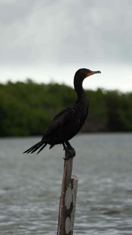 Rio Lagartos and San Felipe: Isla Cerritos, Cenote Kambulnah and Pesca. - Discovering the Natural and Cultural Gems of Rio Lagartos