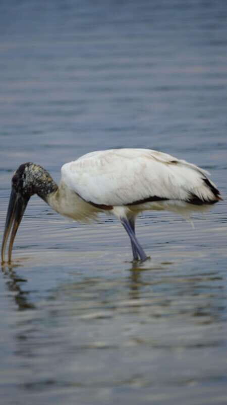 Rio Lagartos and San Felipe: Isla Cerritos, Cenote Kambulnah and Pesca. - Beach Time at Isla Bonita