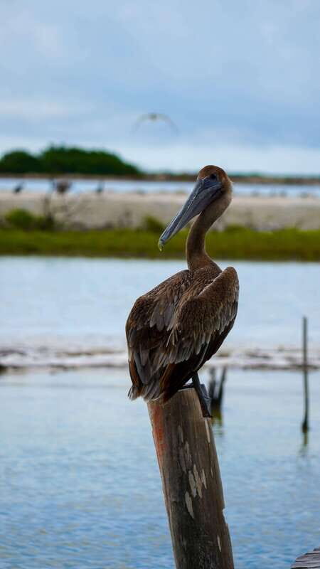 Rio Lagartos and San Felipe: Isla Cerritos, Cenote Kambulnah and Pesca. - What Travelers Say