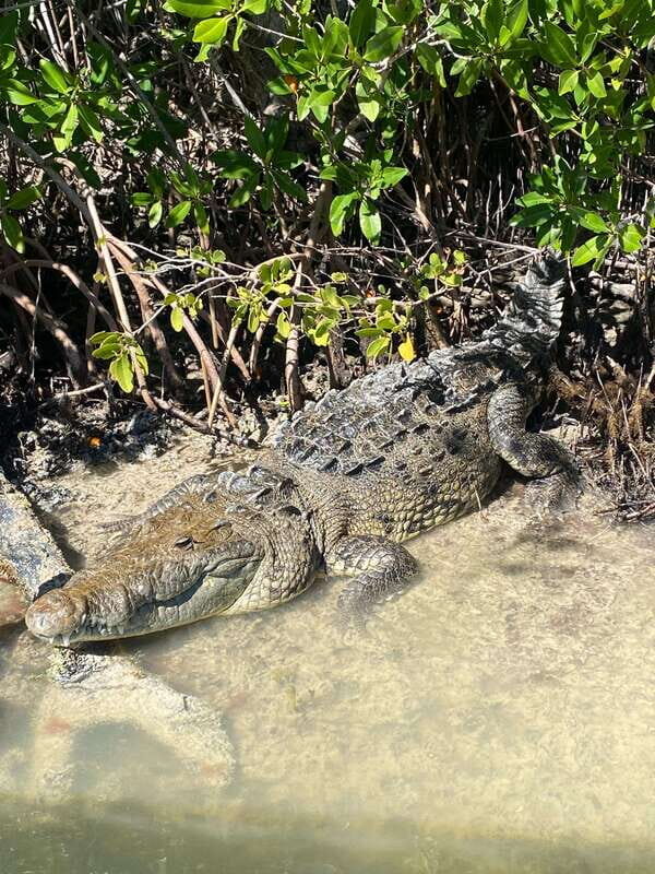 Rio Lagartos Expedition: boat journey through the mangrove - Key Points