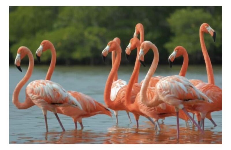 Río Lagartos: Flamingo-watching excursion and boat tour - Key Points