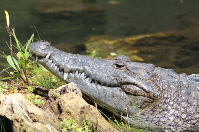 Río Lagartos: Flamingo-watching excursion and boat tour - The Practical Side: Pricing and Group Size