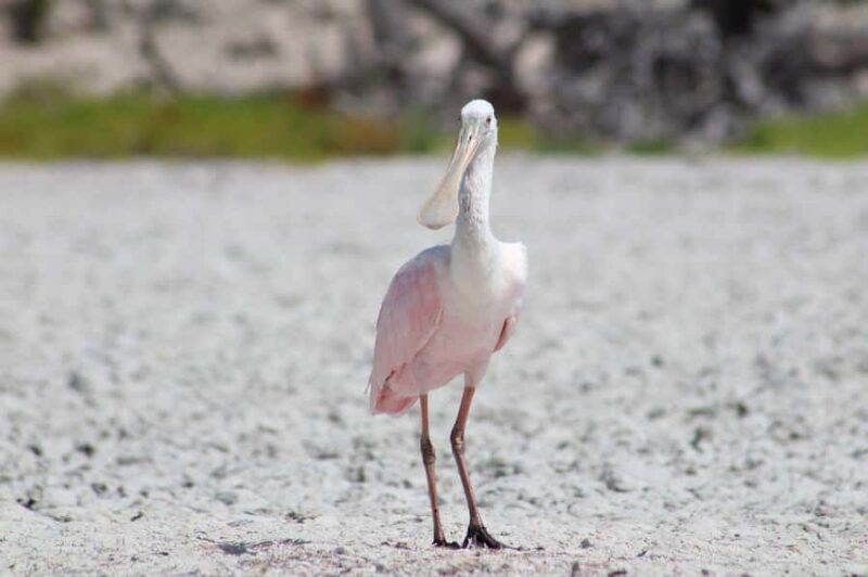 Río Lagartos: Flamingo-watching excursion and boat tour - Final Thoughts