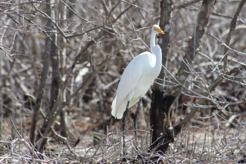 Río Lagartos: Flamingo-watching excursion and boat tour - FAQ