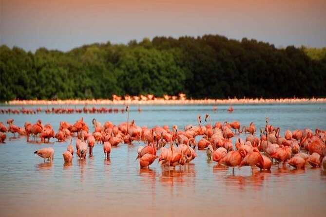 Río Lagartos y Las Coloradas Private Tour from Merida - Key Points