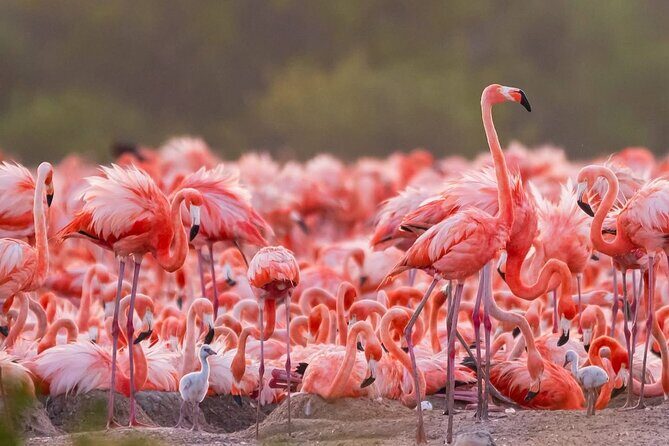 Rio Lizards and Las Coloradas Ecosafari Maya Natural Experience - An Introduction to the Tour Experience