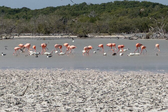 Rio Lizards and Las Coloradas Ecosafari Maya Natural Experience - Final Thoughts