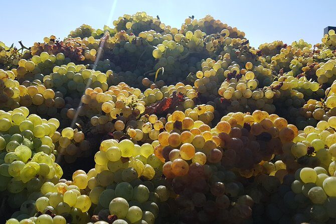 Rioja Full Experience Tour from San Sebastian with Lunch - Final Thoughts