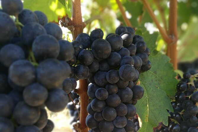 Rioja Wine Private Tour from San Sebastian - The Sum Up