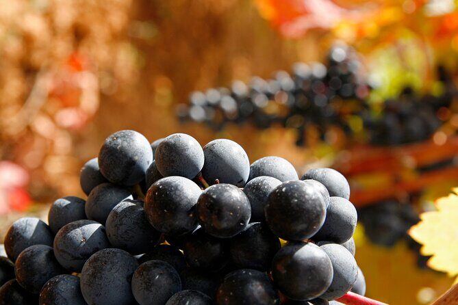 Rioja wine region with visit to winery & Vitoria-Gasreiz - Final Thoughts