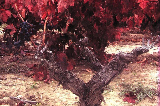 Rioja Wine Tour: 2 Wineries From Bilbao - FAQ