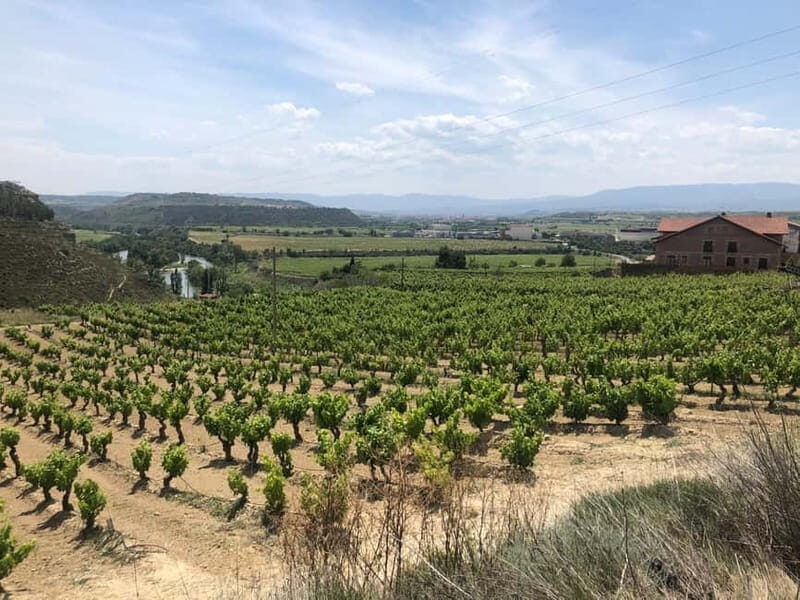 Rioja Wine Tour: 3 Wineries & Pintxos Lunch - Who Should Consider This Tour?