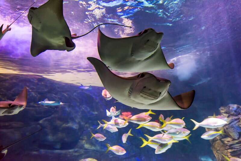 Ripley's Aquarium: Sharks After Dark Entry (After 5PM) - What to Expect During Your Visit