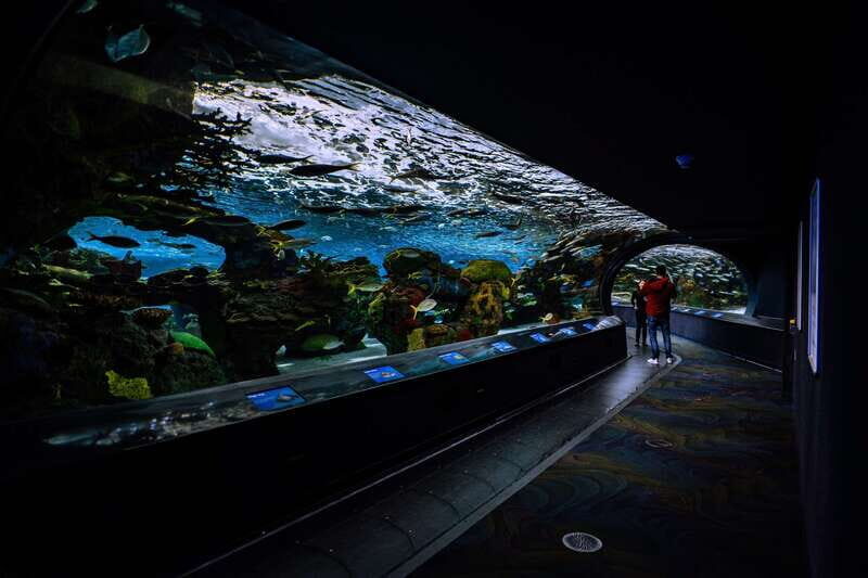 Ripley's Aquarium: Sharks After Dark Entry (After 5PM) - The Real Experience from Visitors