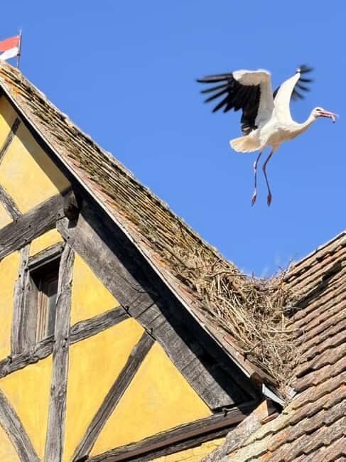 Riquewihr: the pearl of the vineyards with a local guide and tastings - Exploring The Hidden Side of Riquewihr