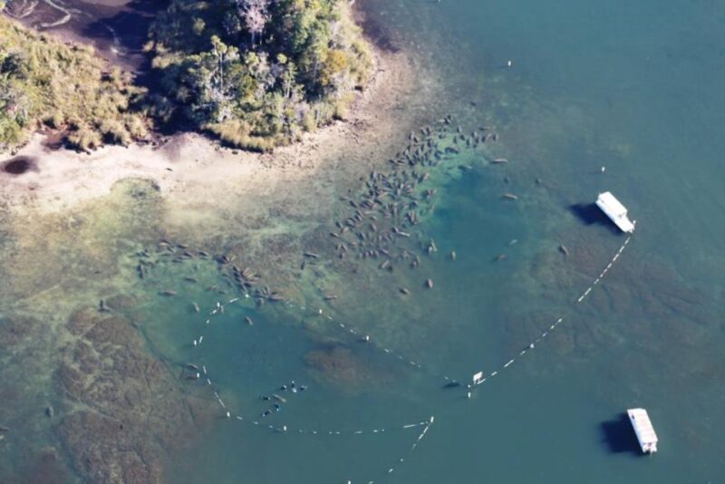 River Cruise with Manatee Viewing - A Closer Look at the Experience