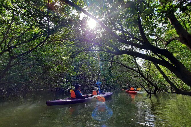 River Exploration and Mangrove Nature Tour by kayaking - The Value of the Tour