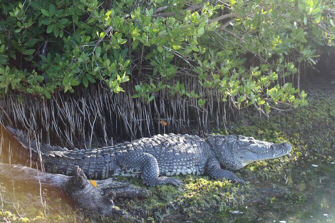 River Lizards Boat Tour for Flora and Fauna Observation - Exploring Rio Lagartos’s Natural Beauty