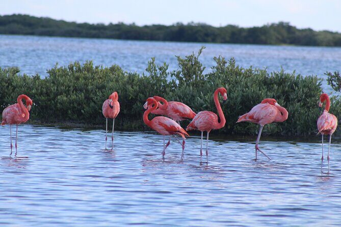 River Lizards Boat Tour for Flora and Fauna Observation - The Sum Up