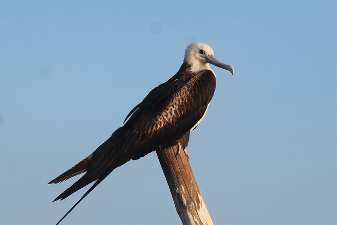 River Lizards Boat Tour for Flora and Fauna Observation - FAQ
