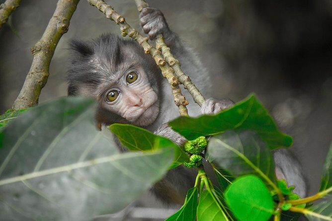 River Rafting Down the Ayung and Sacred Monkey Forest - An In-Depth Look at the Tour Experience