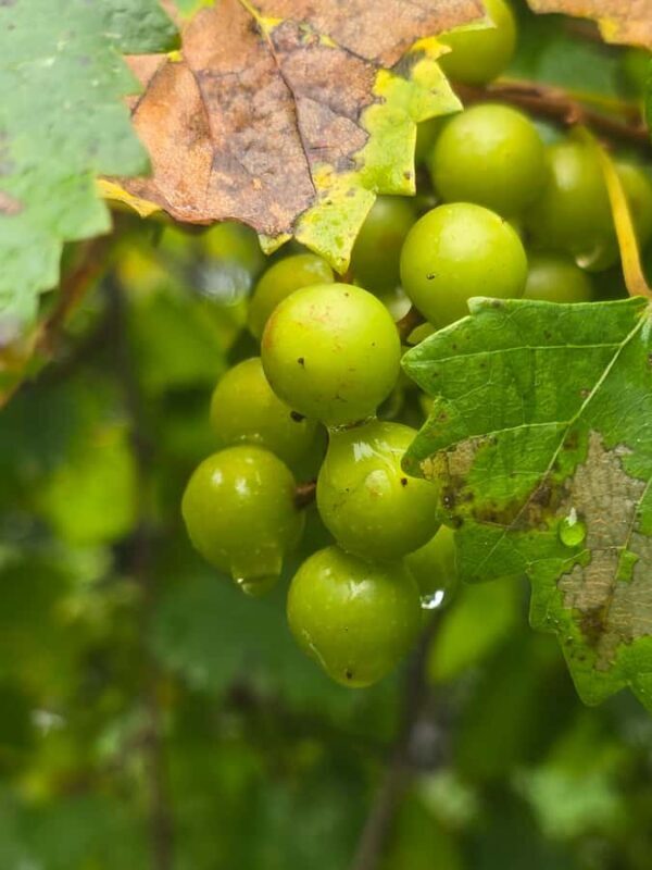 River Road African American Museum Entry Ticket - Key Points