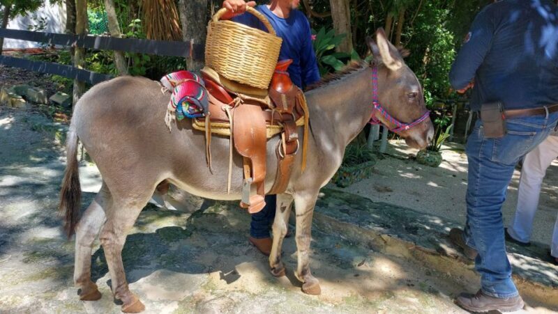 Riviera Maya: Horseback Riding at Rancho Bonanza - An In-Depth Look at the Experience
