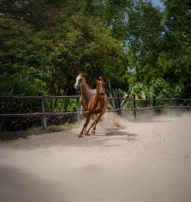 Riviera Maya: Horseback Riding at Rancho Bonanza - FAQ