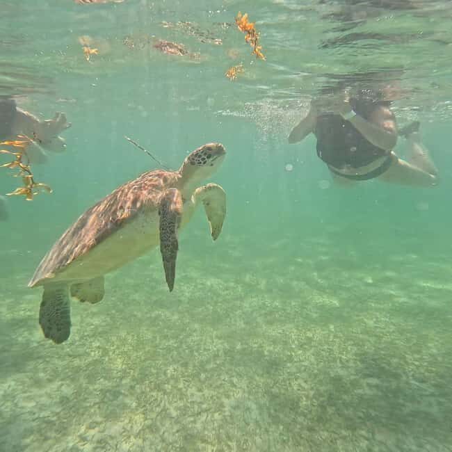 Riviera Maya: Nado con Tortugas, Cenote y Almuerzo mexicano. - Practical Tips for Travelers