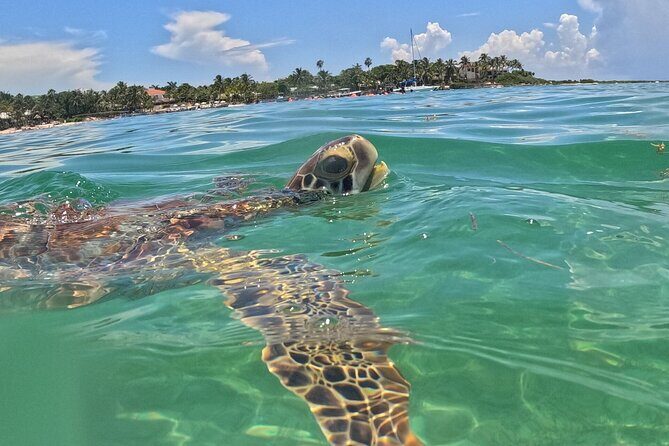 Riviera Maya Private Snorkeling Tour Adventure - Frequently Asked Questions