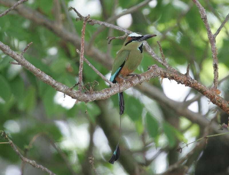Riviera Maya: Puerto Morelos 4-Hour Bird Watching Tour - What the Reviews Tell Us
