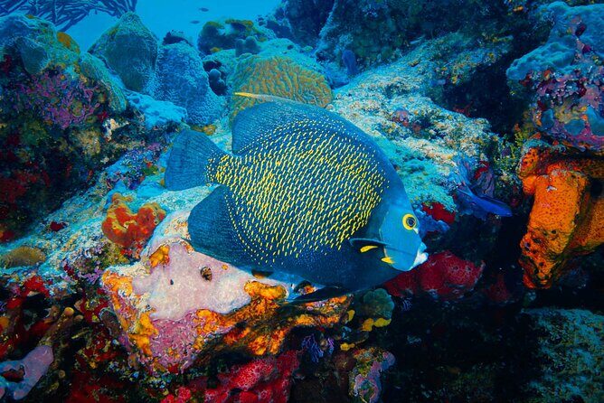 Riviera Maya Snorkeling Adventure: Lagoon, Cenotes Open & Cavern - FAQ