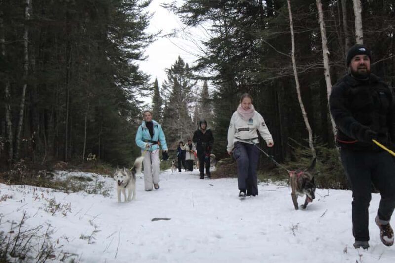 Rivière-Rouge: Snowshoe with Joering Harness and Sled Dogs - Who Will Love This Experience?