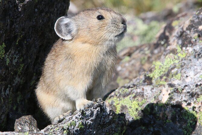 RMNP: Bear Lake Corridor Tour - FAQ