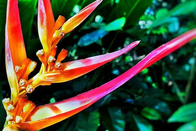 Road to Hana Halfway Tour - Detailed Review of the Tour Experience