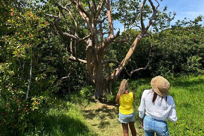 Road to Hana Maui Tours - What Makes This Tour Stand Out?