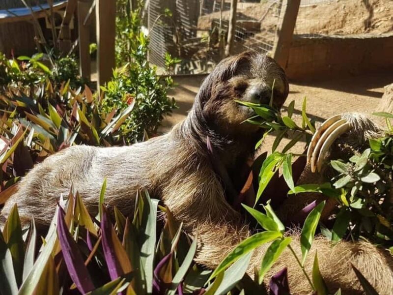 Roatán: Private Monkey and Sloth Sanctuary Tour - Authenticity and Authentic Experiences