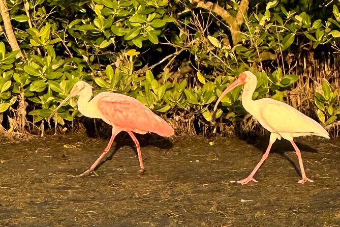 Robinson Preserve Mangrove Tour - Group Size, Safety, and Comfort