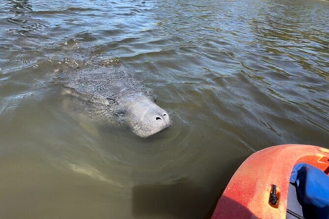 Robinson Preserve Mangrove Tour - Price and Value