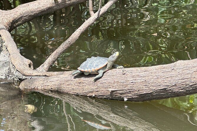 Robinson Preserve Mangrove Tour - Frequently Asked Questions (FAQs)