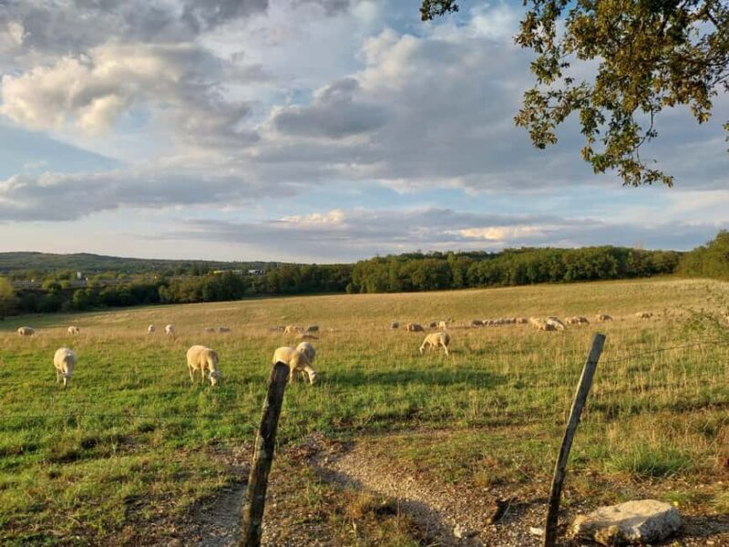 Rocamadour: Tour with an official tour guide - Authentic Experiences and Real Traveller Insights