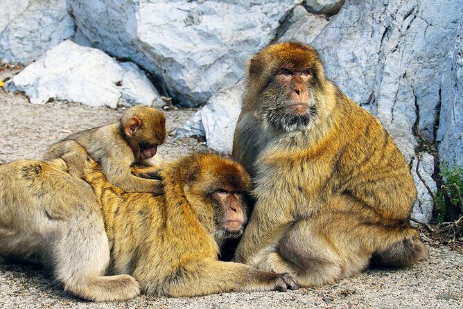 Rock Tour in Gibraltar by Bus with Tickets - A Deep Dive into the Gibraltar Rock Tour