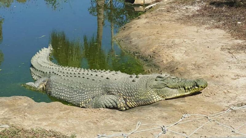 Rockhampton: Koorana Crocodile Farm Guided Tour - Key Points