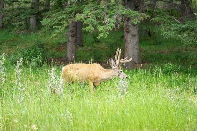 Rockies Fall/Spring Premium Tour from Vancouver - Day 3: Iconic Banff and its Surroundings