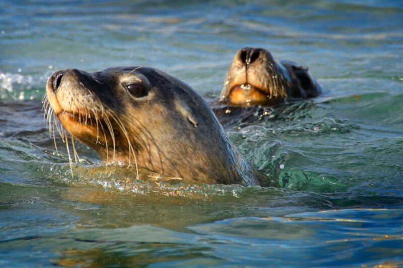 Rockingham: 3 Island Wildlife Snorkeling Cruise with Lunch - A Close Look at the Rockingham: 3 Island Wildlife Snorkeling Cruise with Lunch