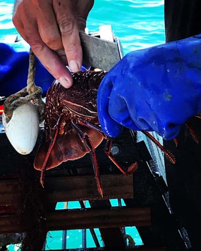 Rockingham: Lobster Catch and Keep Tour with Refreshments - Final Thoughts: Who Should Consider This Experience?